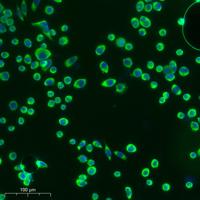 Cleaved-Cathepsin L2 (L114) Polyclonal Antibody