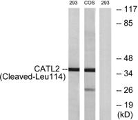 Cleaved-Cathepsin L2 (L114) Polyclonal Antibody