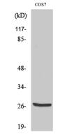 Cleaved-Cathepsin Z (L62) Polyclonal Antibody