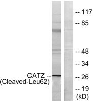 Cleaved-Cathepsin Z (L62) Polyclonal Antibody