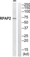 RPAP2 Polyclonal Antibody