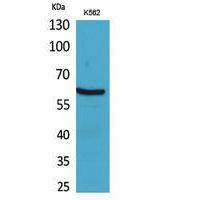 gp91-phox Polyclonal Antibody