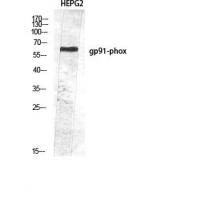 gp91-phox Polyclonal Antibody