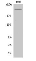 Rpb1 Polyclonal Antibody