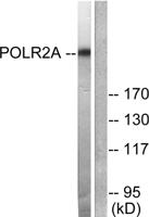 Rpb1 Polyclonal Antibody