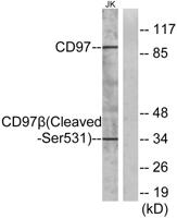 Cleaved-CD97β (S531) Polyclonal Antibody