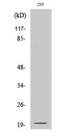 Cleaved-Ephrin-A2 (N188) Polyclonal Antibody