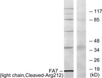 Cleaved-Factor VII LC (R212) Polyclonal Antibody
