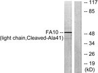 Cleaved-Factor X/ Factor X LC (A41) Polyclonal Antibody