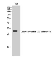 Cleaved-Factor Xa activated HC (I235) Polyclonal Antibody