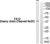 Cleaved-Factor XII HC (I20) Polyclonal Antibody
