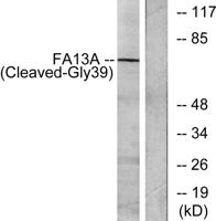 Cleaved-Factor XIIIa (G39) Polyclonal Antibody