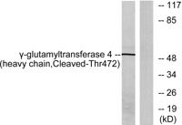 Cleaved-GGT4 HC (T472) Polyclonal Antibody