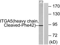 Cleaved-Integrin α5 HC (F42) Polyclonal Antibody