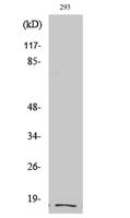 Cleaved-Integrin α5 LC (E895) Polyclonal Antibody