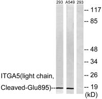 Cleaved-Integrin α5 LC (E895) Polyclonal Antibody