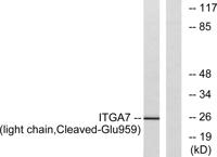 Cleaved-Integrin α7 LC (E959) Polyclonal Antibody