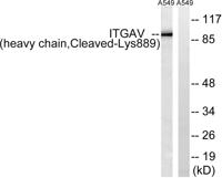 Cleaved-Integrin αV HC (K889) Polyclonal Antibody