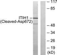 Cleaved-ITI-H1 (D672) Polyclonal Antibody