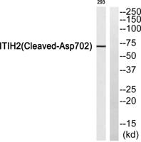 Cleaved-ITI-H2 (D702) Polyclonal Antibody