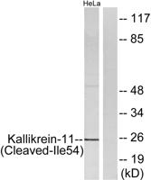 Cleaved-KLK11 (I54) Polyclonal Antibody