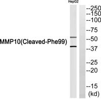 Cleaved-MMP-10 (F99) Polyclonal Antibody