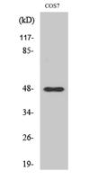 Cleaved-MMP-27 (Y99) Polyclonal Antibody