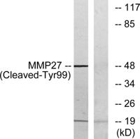 Cleaved-MMP-27 (Y99) Polyclonal Antibody