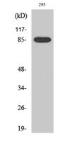 Cleaved-MPO 89k (A49) Polyclonal Antibody