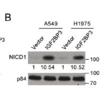 Cleaved-Notch 1 (V1754) Polyclonal Antibody