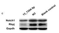 Cleaved-Notch 1 (V1754) Polyclonal Antibody