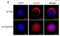 Cleaved-Notch 2 (D1733) Polyclonal Antibody