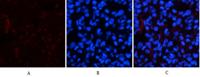 Cleaved-Notch 2 (D1733) Polyclonal Antibody