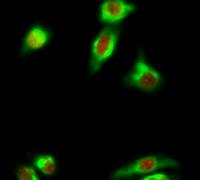 Cleaved-PARP-1 D214 Polyclonal Antibody