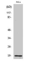 Cleaved-Thrombin APII (R327) Polyclonal Antibody