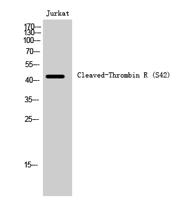 Cleaved-Thrombin R (S42) Polyclonal Antibody