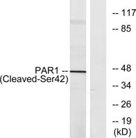 Cleaved-Thrombin R (S42) Polyclonal Antibody