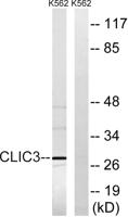 CLIC3 Polyclonal Antibody