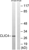 CLIC4 Polyclonal Antibody