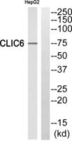 CLIC6 Polyclonal Antibody