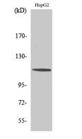CLIP-115 Polyclonal Antibody