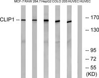 CLIP-170 Polyclonal Antibody