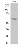 CLIP3 Polyclonal Antibody