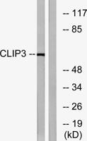 CLIP3 Polyclonal Antibody