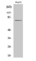 CLIP4 Polyclonal Antibody