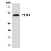 CLIP4 Polyclonal Antibody