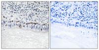 CLK1 Polyclonal Antibody