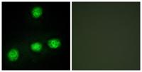 CLK1 Polyclonal Antibody