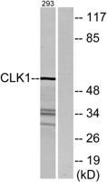 CLK1 Polyclonal Antibody