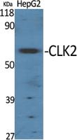 CLK2 Polyclonal Antibody